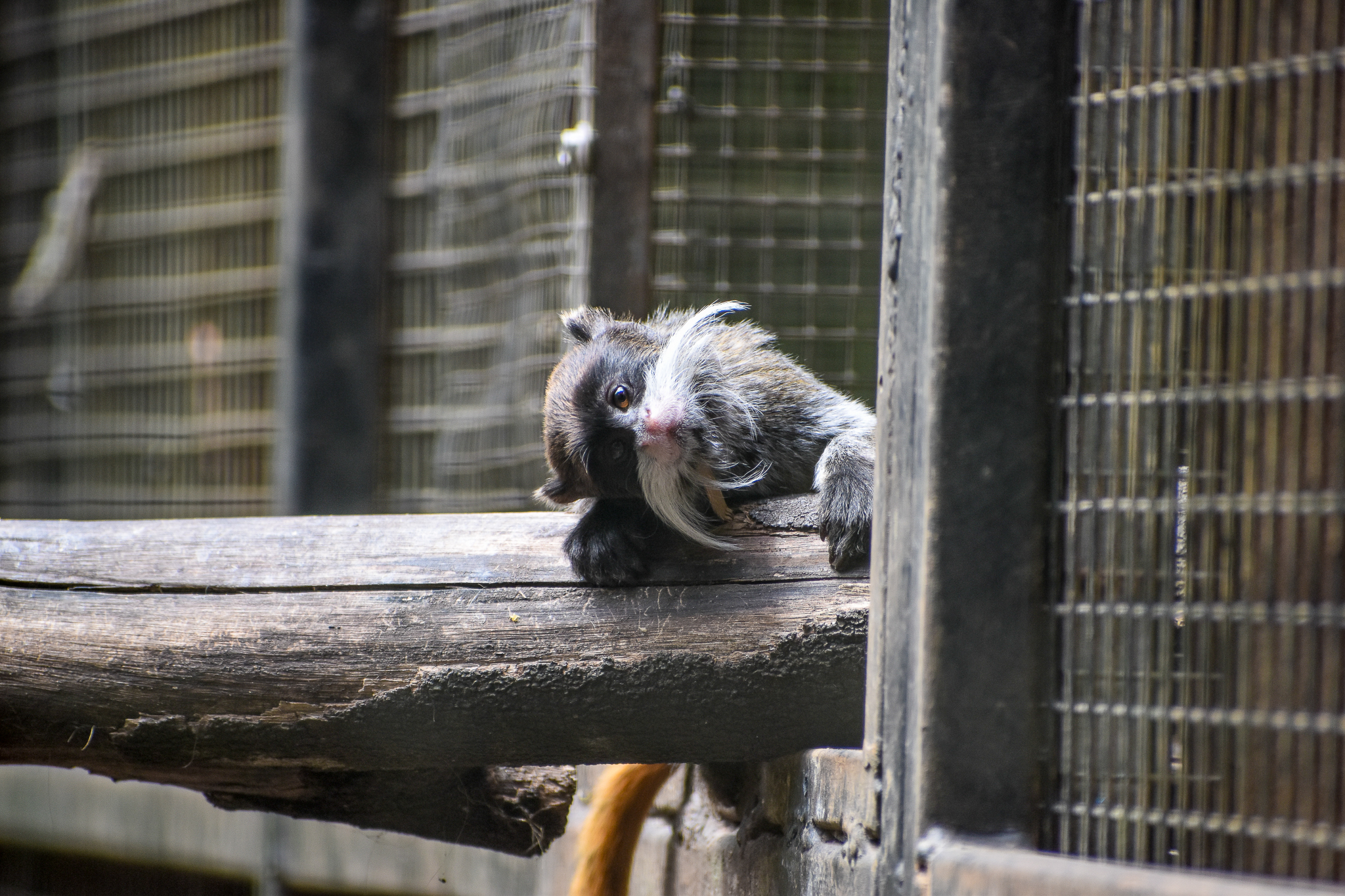 Young Emperor Tamarin (Saguinus imperator)