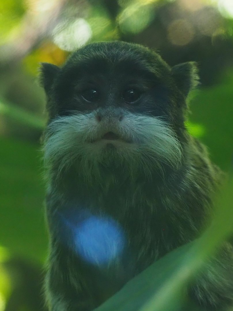 Young Emperor Tamarin
