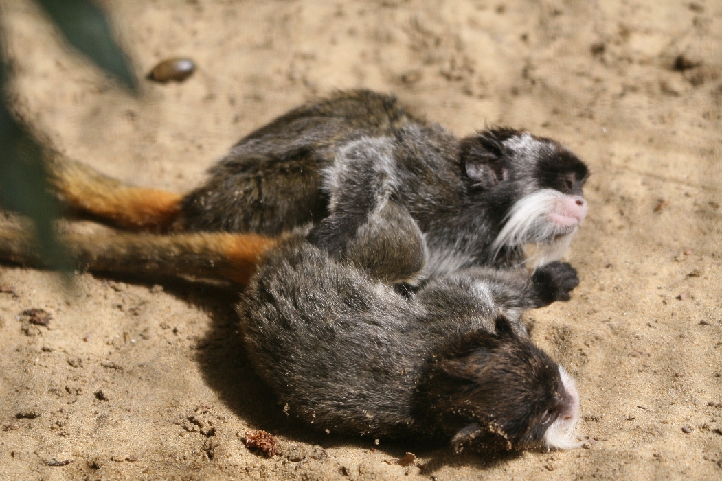 Young Emperor Tamarins