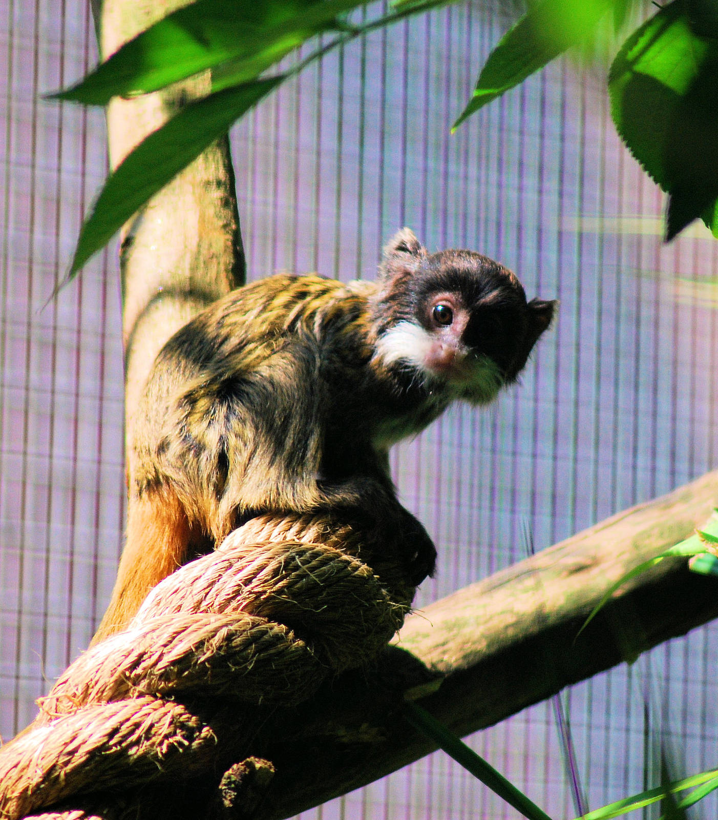 Young Emperor Tamerin