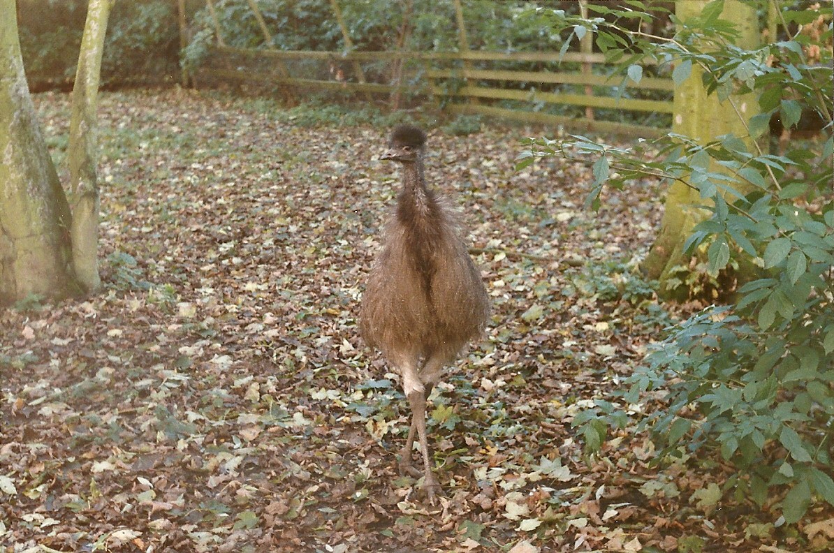 Young Emu 26th October 1996