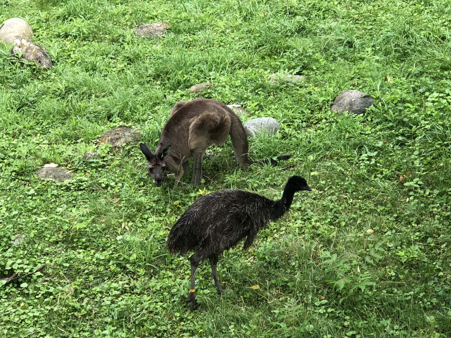 Young Emu & Kangaroo