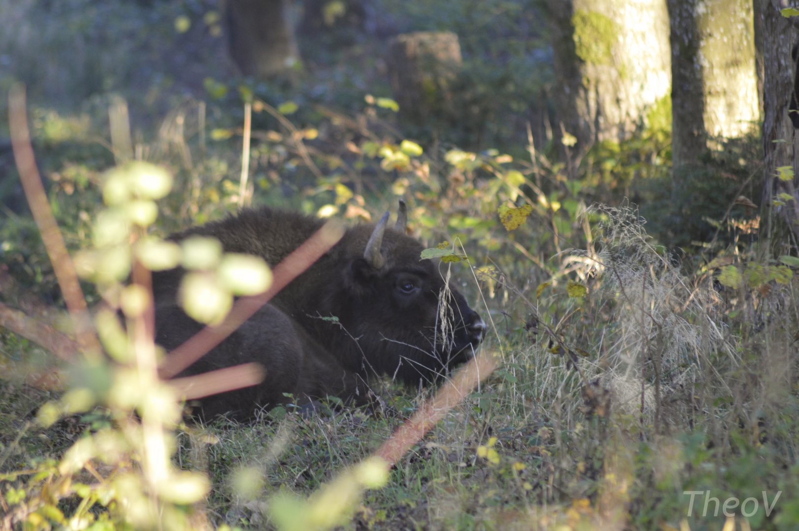 Young European bison [2020]
