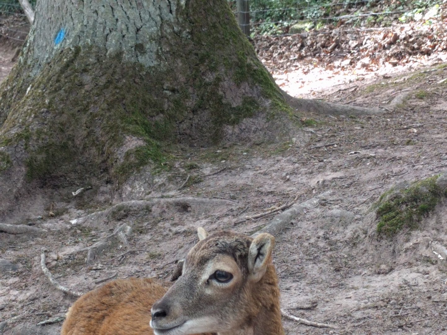 Young European Mouflon