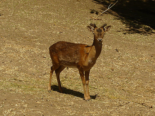 Young Fallow Deer in Kishinev Zoo