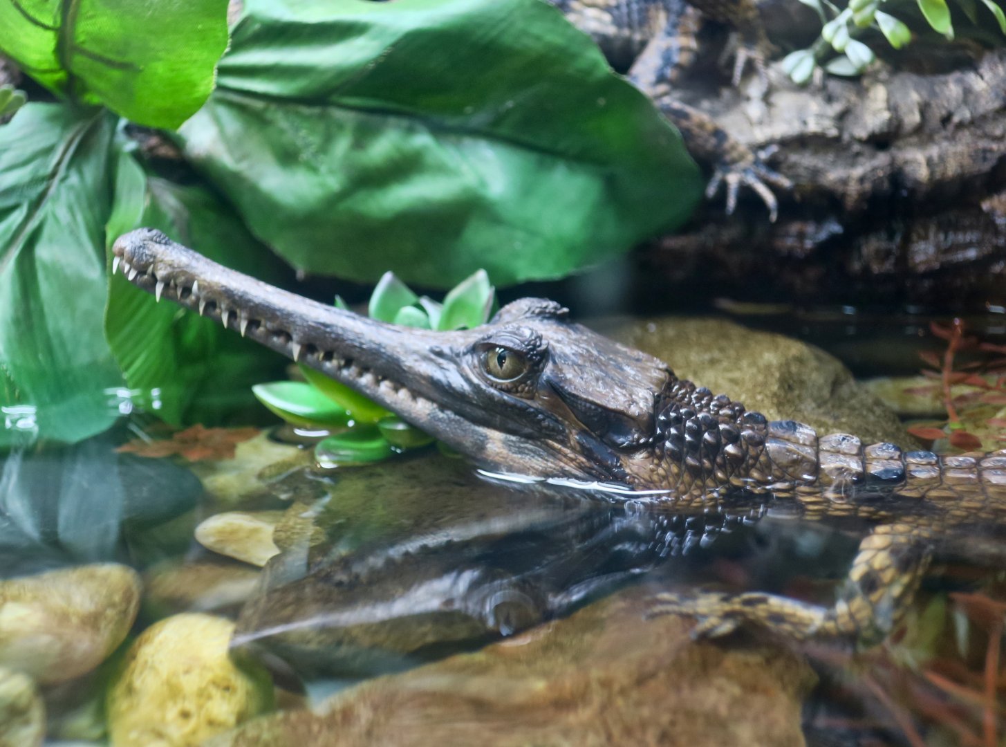 young False Gharial (Tomistoma schlegelii)