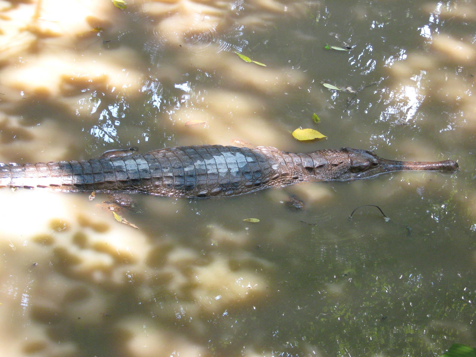 young false gharial (Tomistoma)