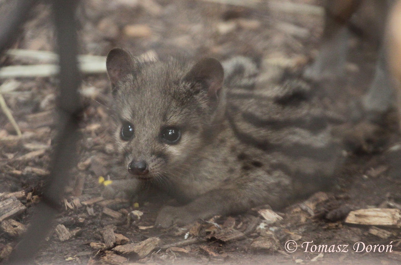 Young Fanaloka (Fossa fossana)
