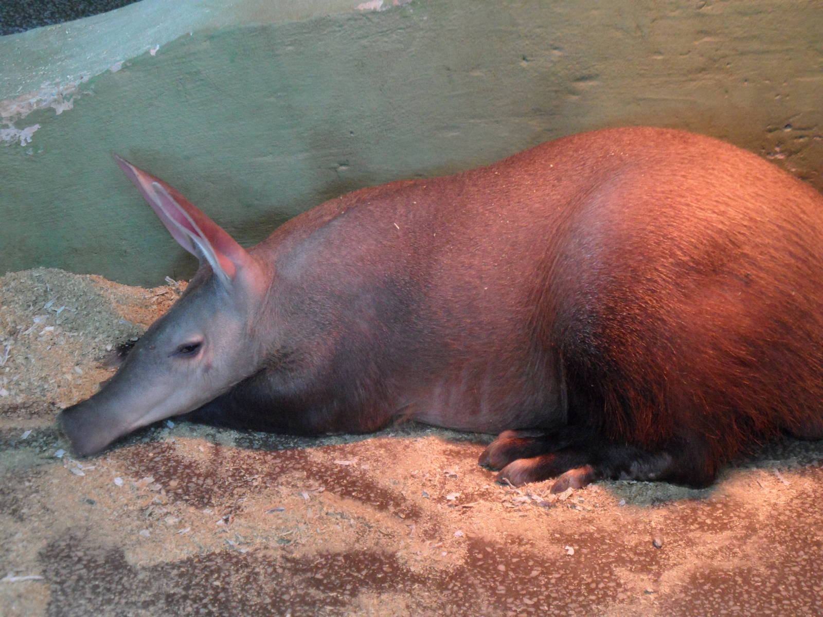 Young female aardvark