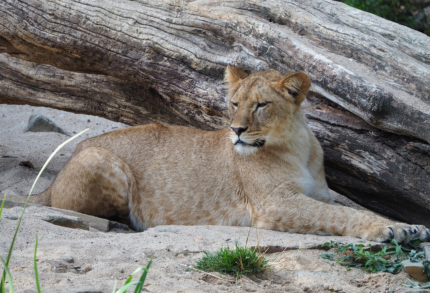 Young female African lion (Panthera leo), 2022-09-04