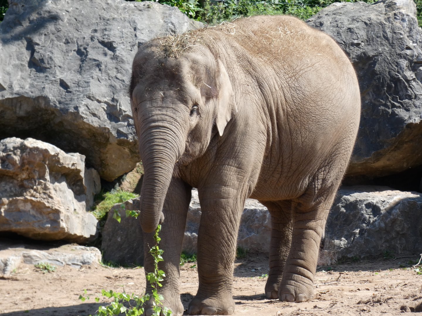 Young female Asian Elephant (Nandita)