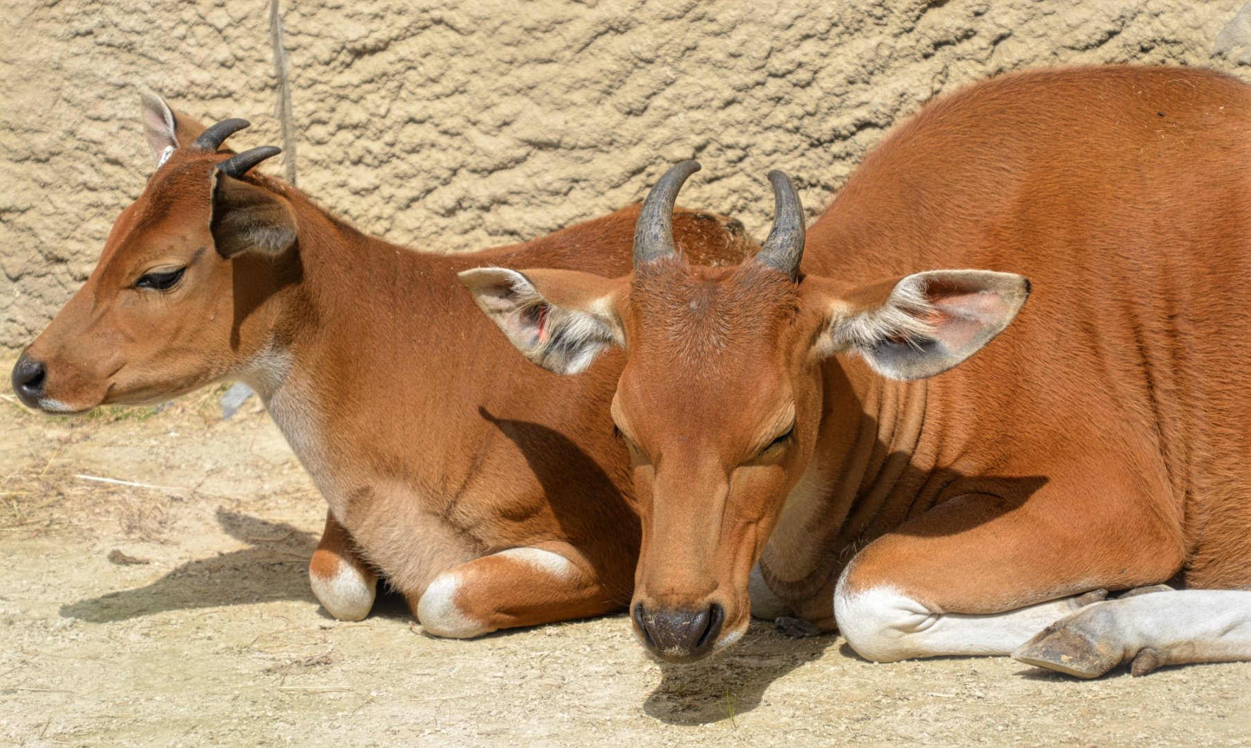 young female Banteng