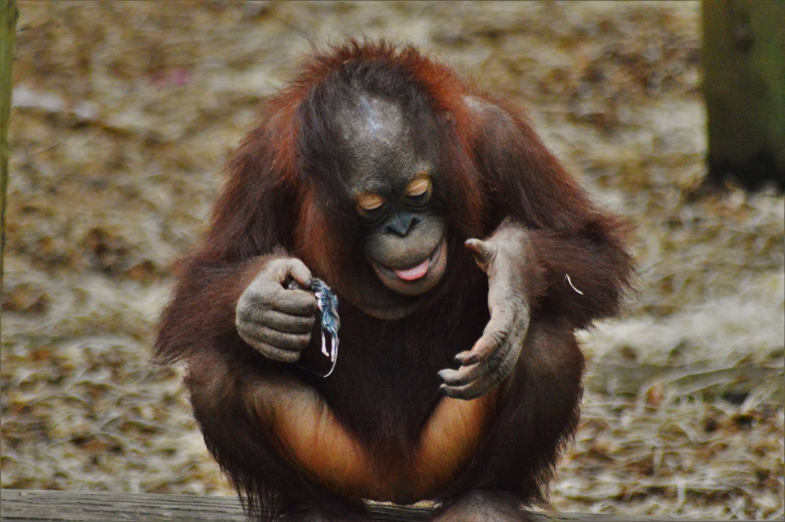 Young female Bornean orangutan