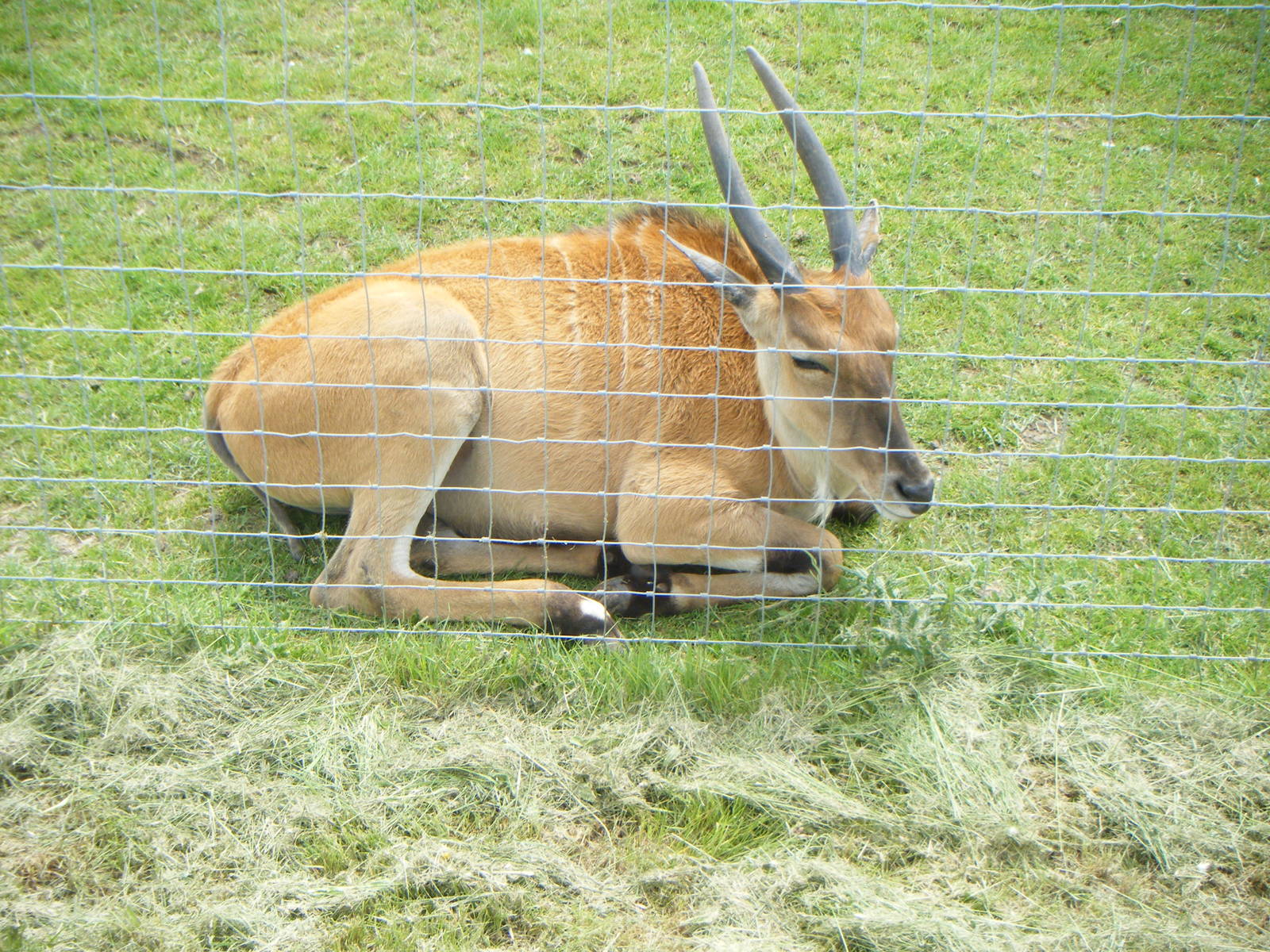 Young female Eland