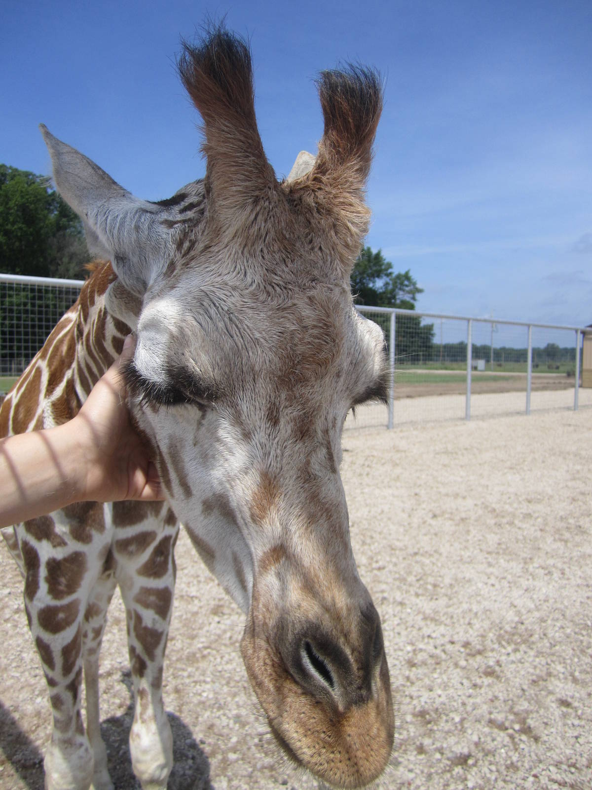 Young Female Giraffe Calf