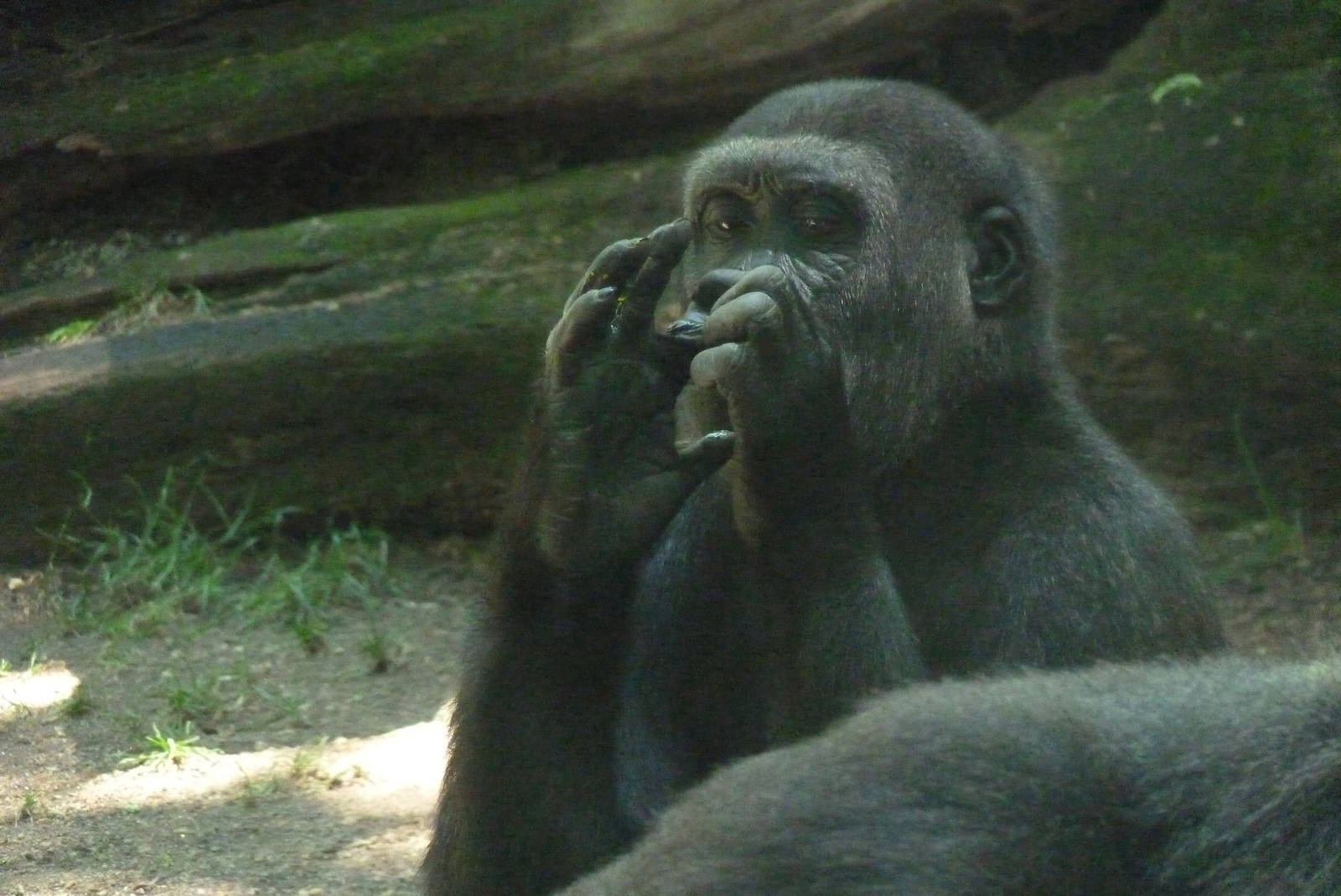 Young Female Gorilla, 17 June 2015
