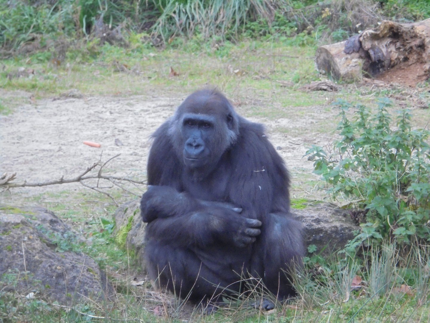 Young female Gorilla, 'Kala'.