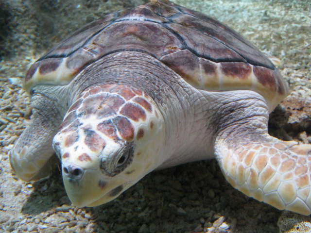 Young female Loggerhead Turtle August 2014.