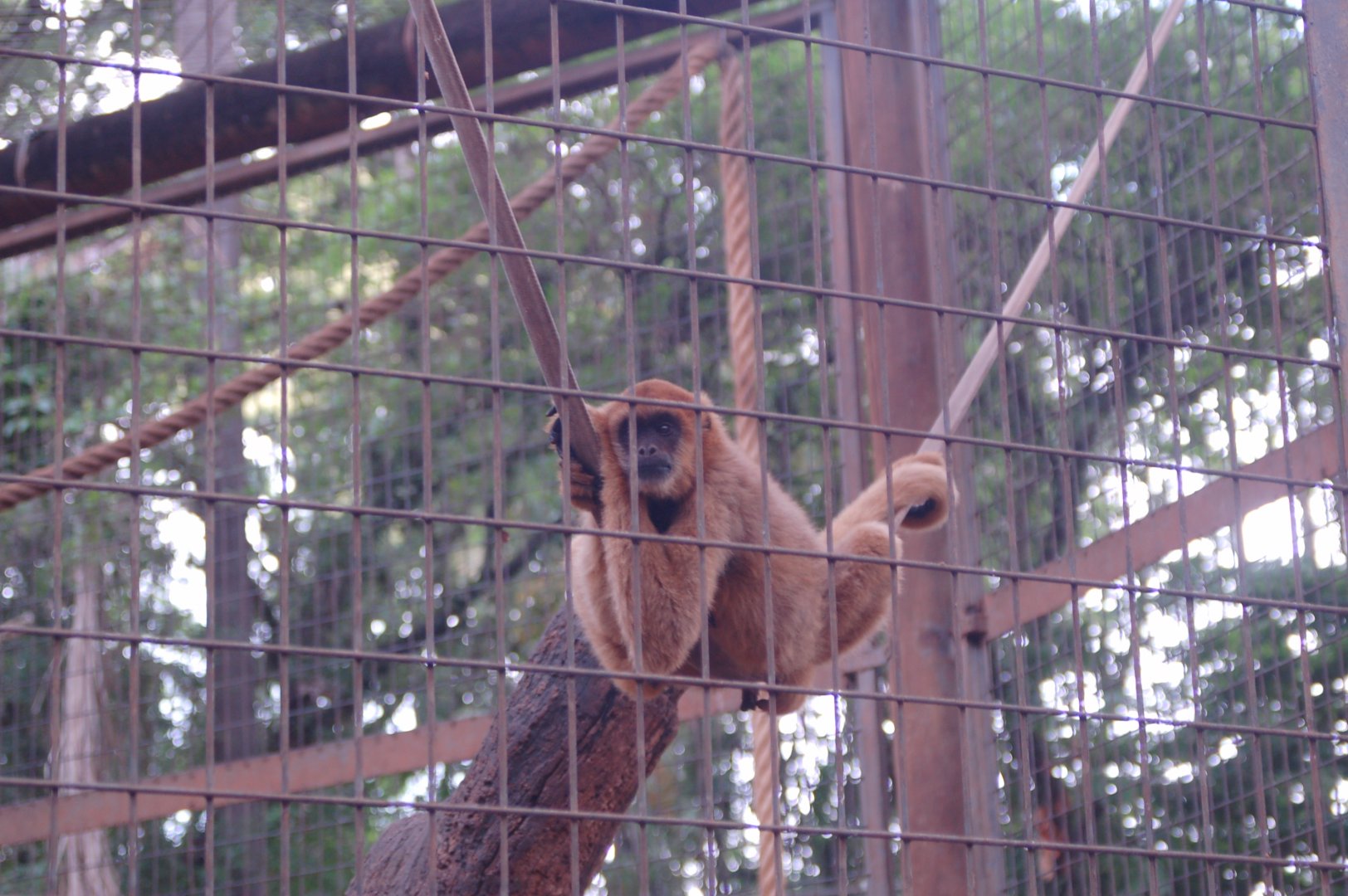 Young female muriqui