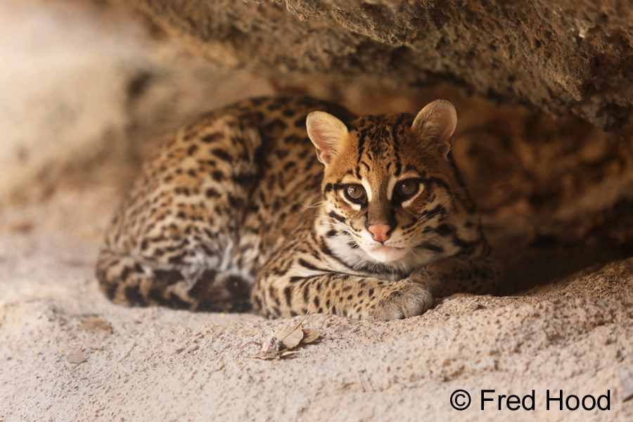 young female ocelot