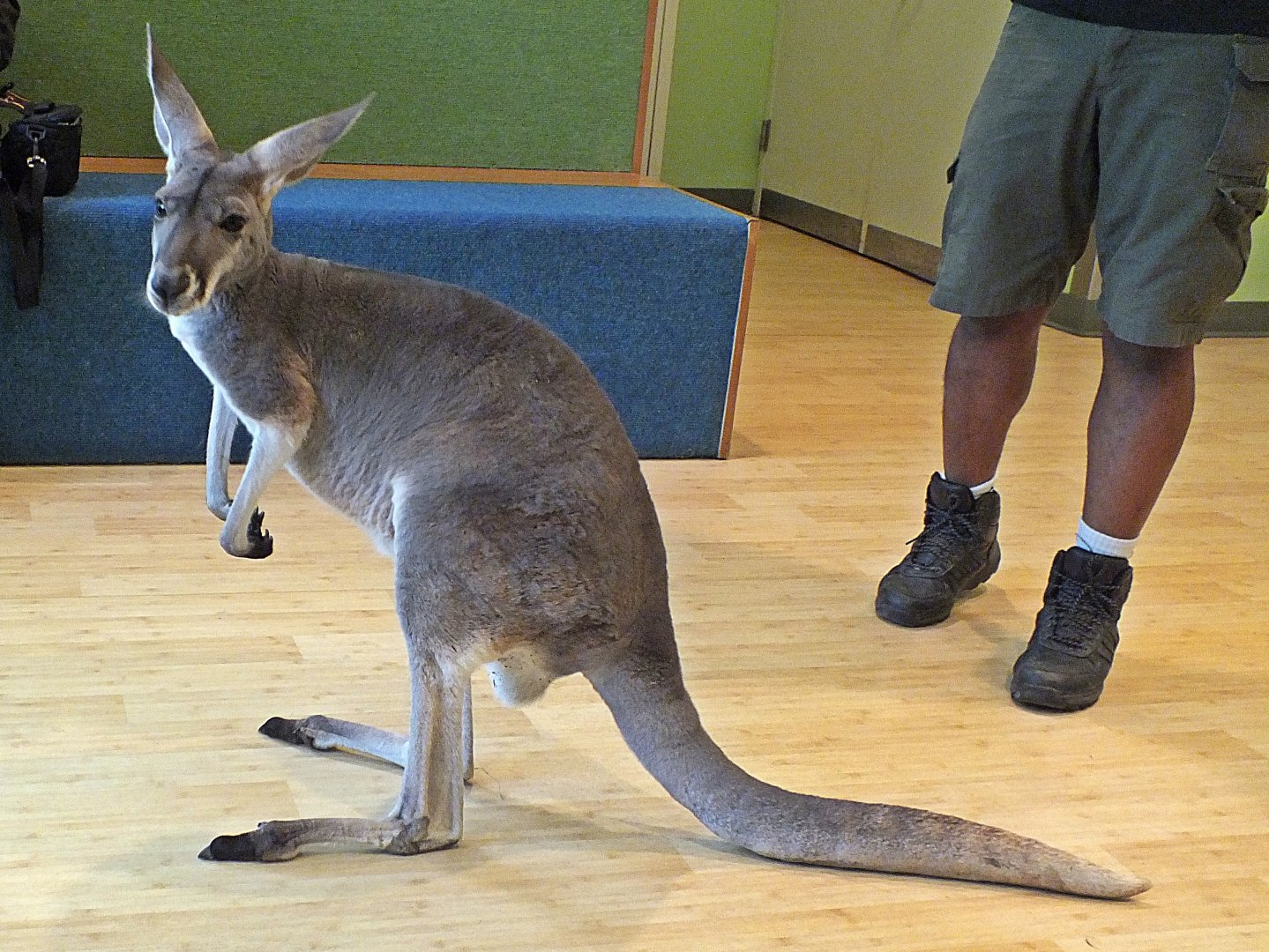Young female red kangaroo