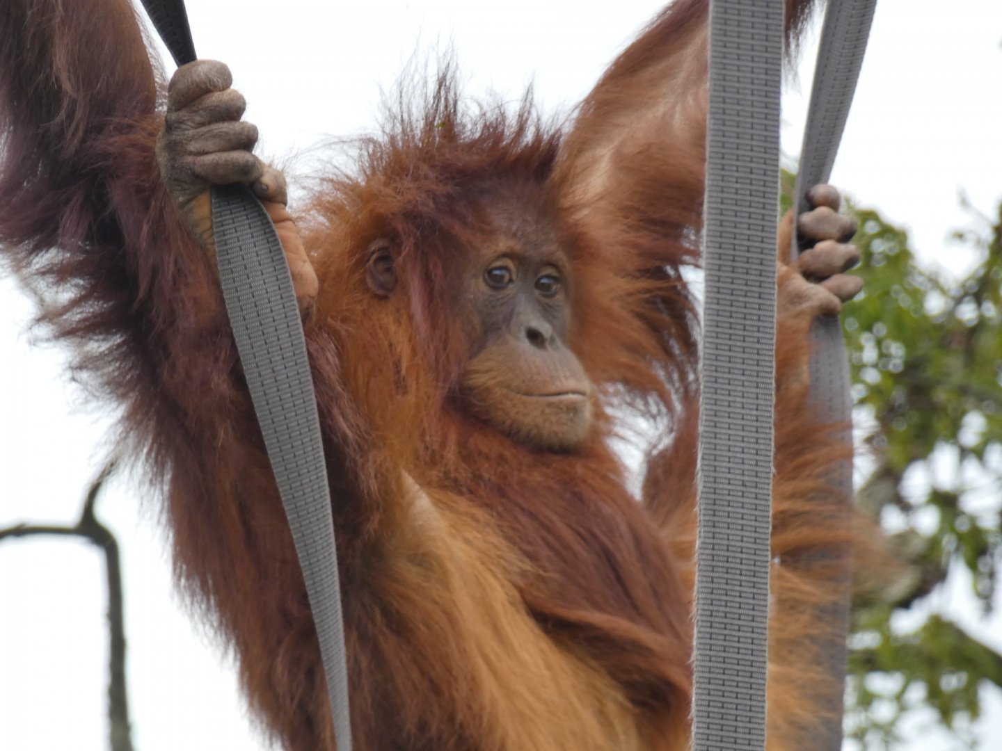 Young female Sumatran Orang-utan 'Tuti'