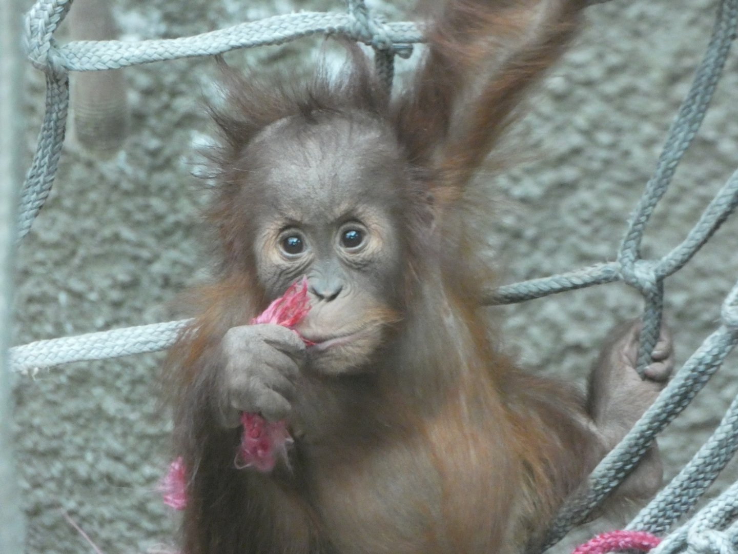 Young female Sumatran Orang-utan