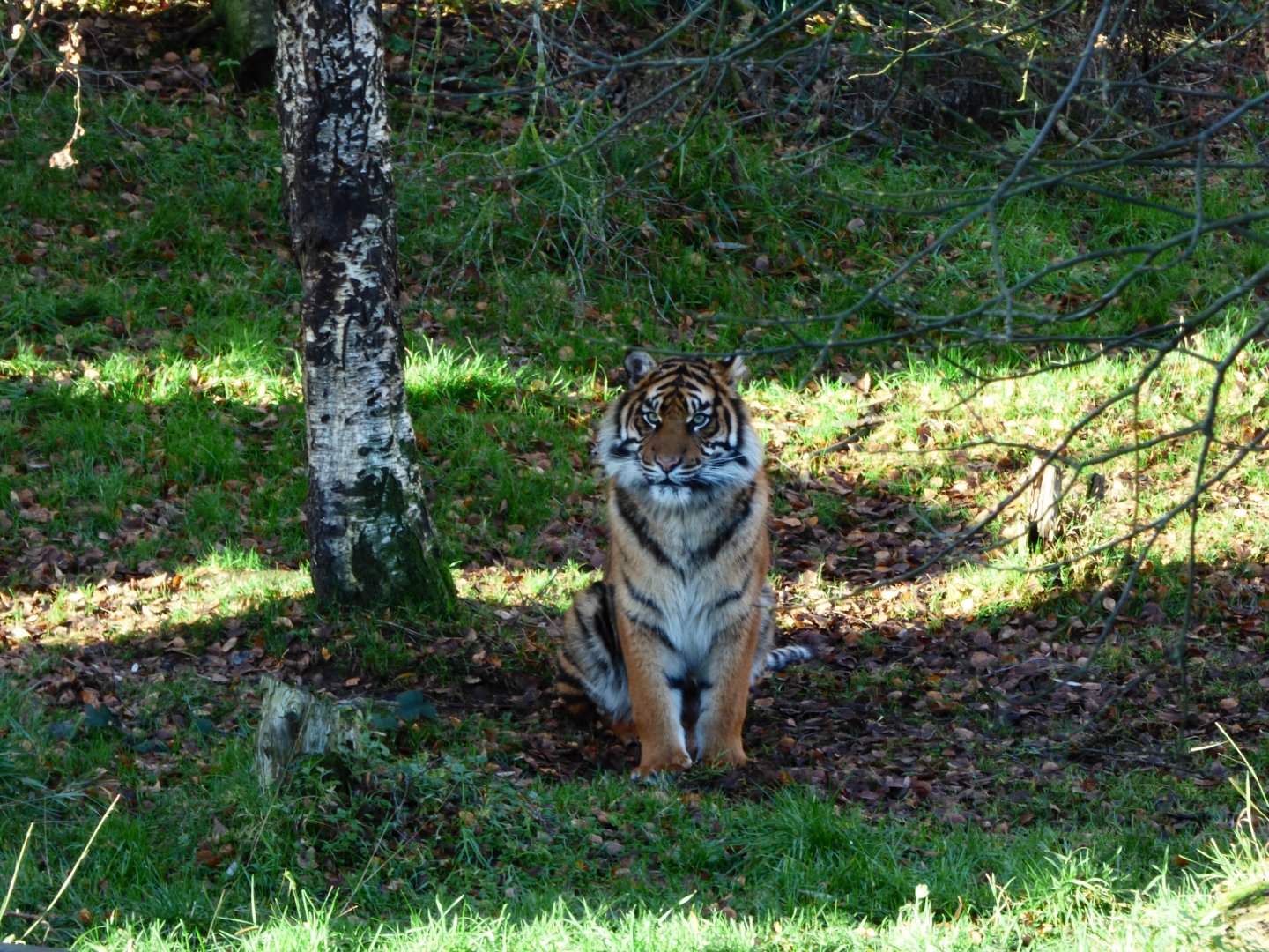 Young Female Sumatran Tiger (Menya)
