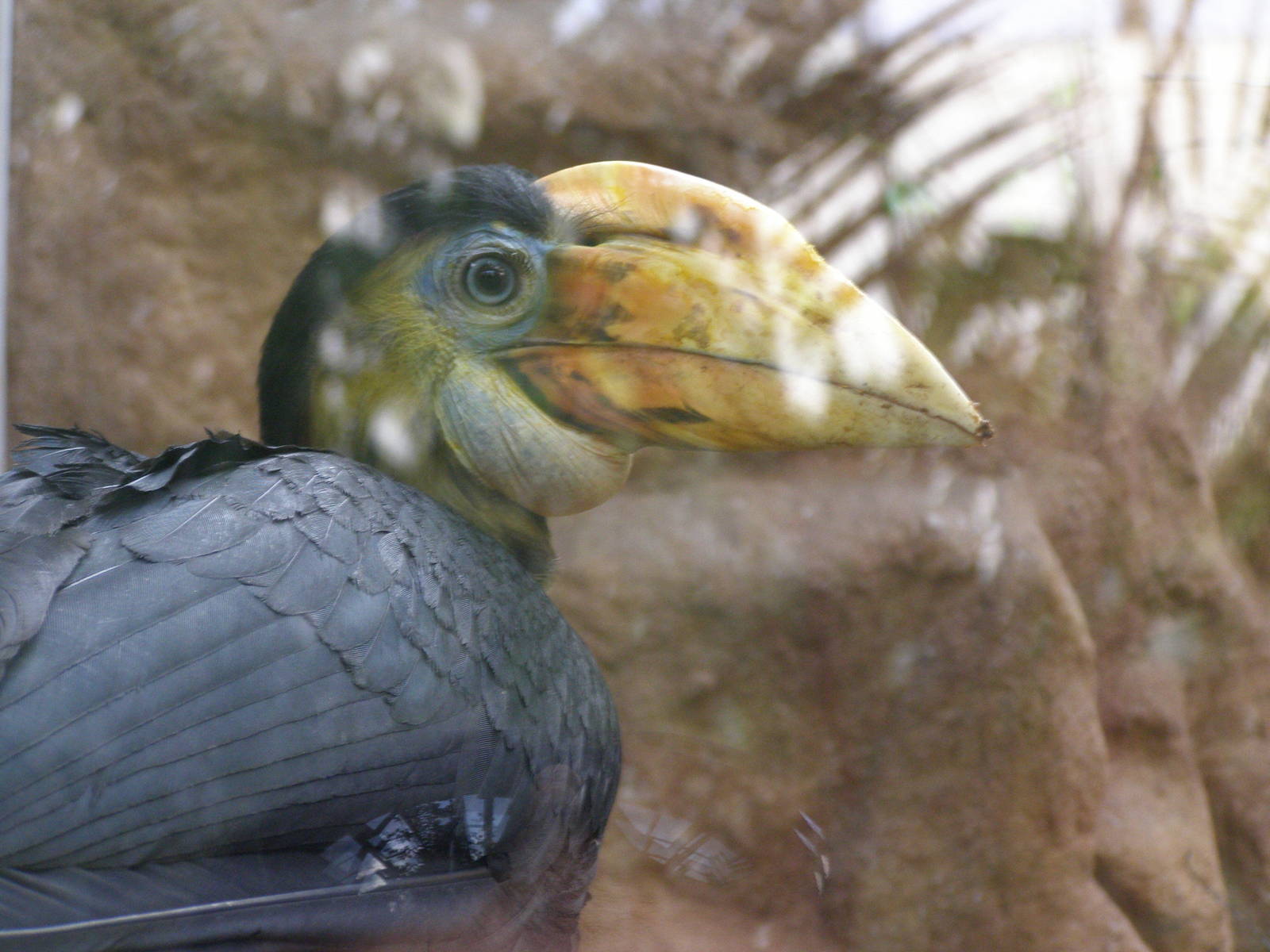 young female wrinkled hornbill (Aceros corrugatus)