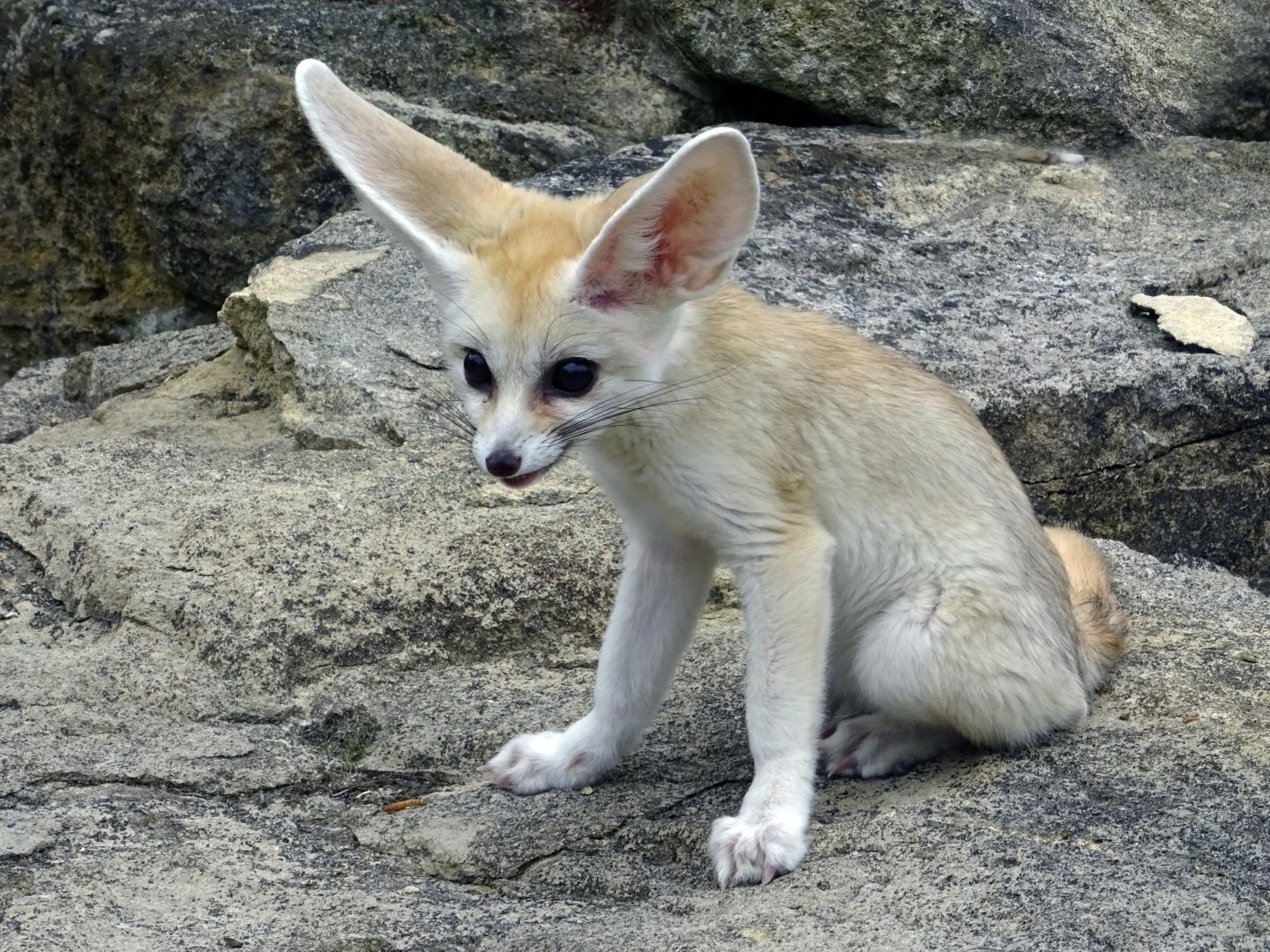 Young fennec fox