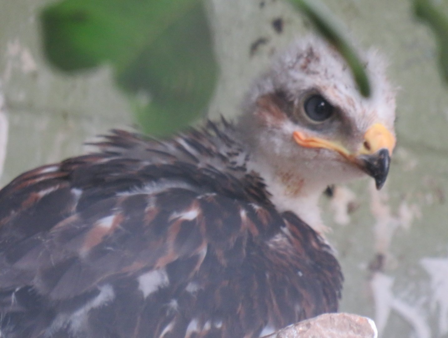 Young ferruginous hawk