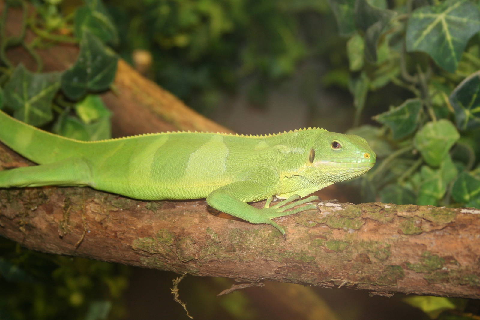 Young Fijian banded iguana - Cotswolds 06