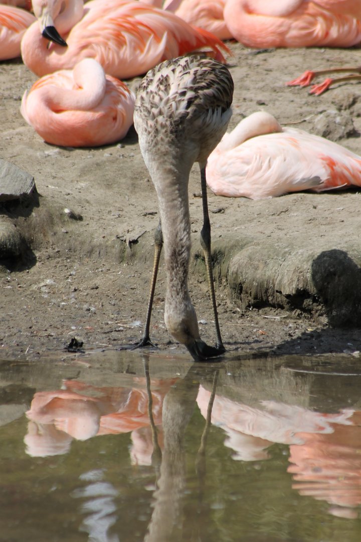 Young Flamingo