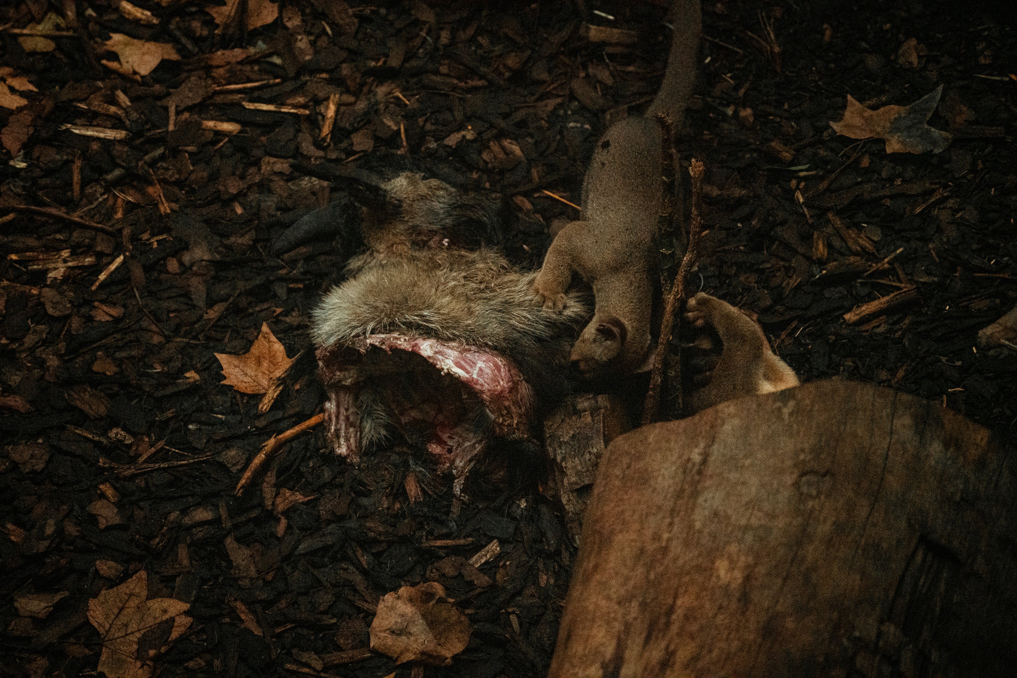 Young fossa with goat