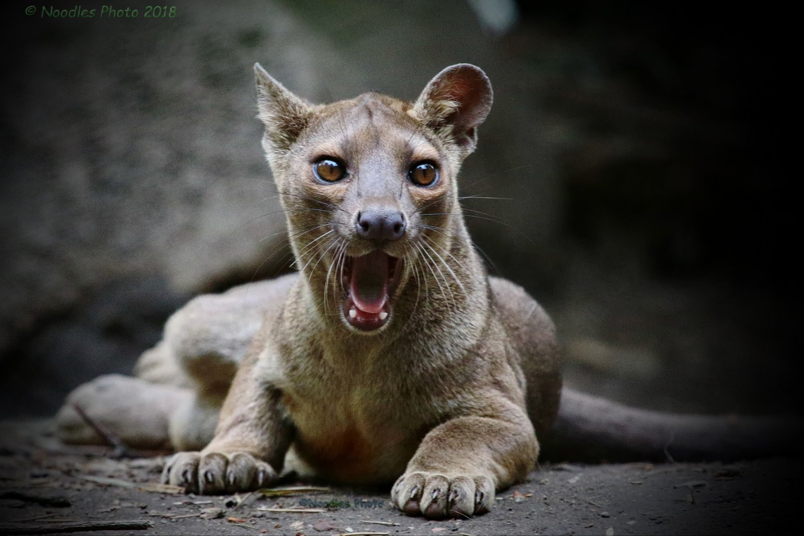 young Fossa