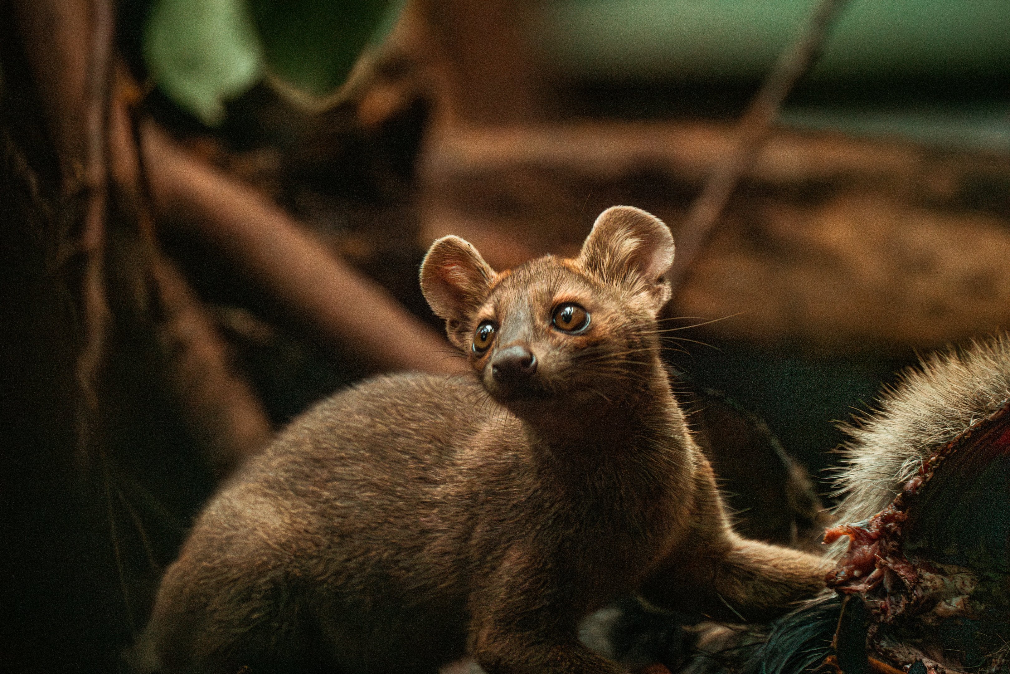 Young fossa