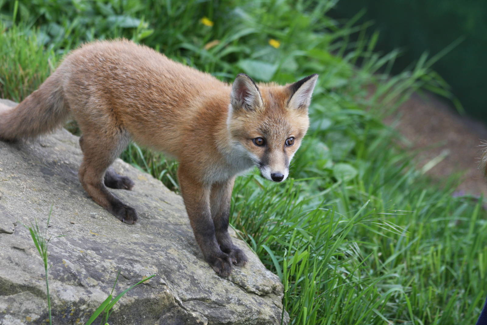Young Fox