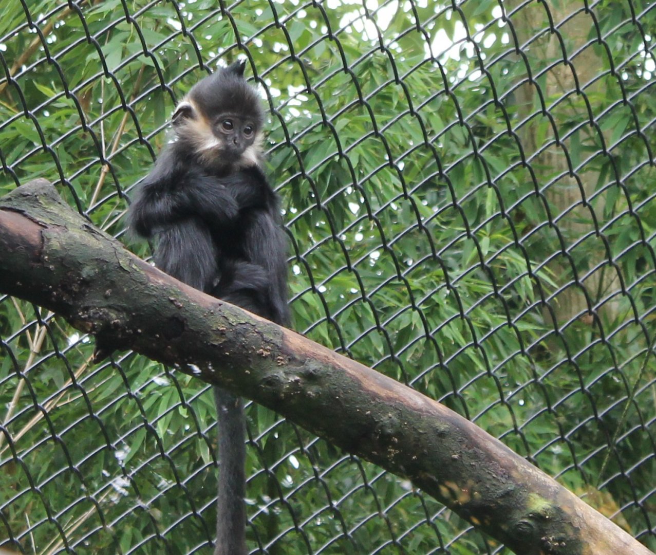 Young Francois langur