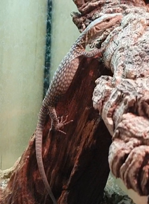 Young Freckled monitor