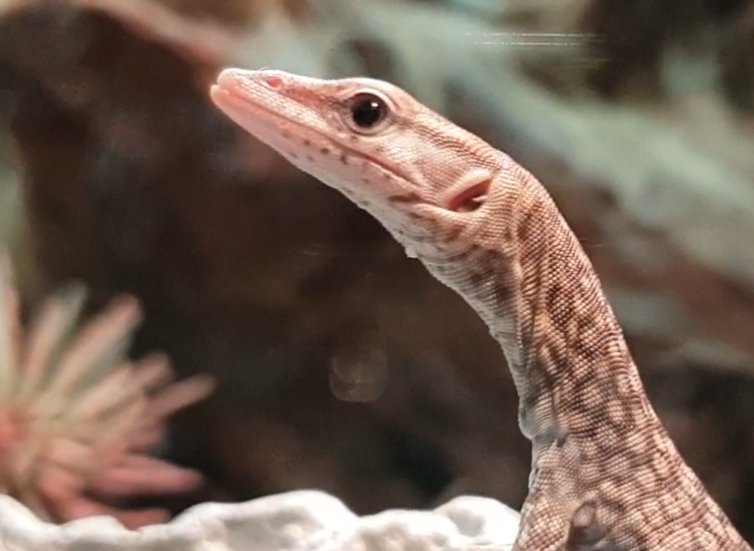 Young Freckled monitor