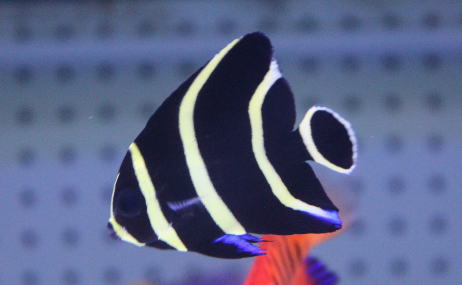 Young French angelfish - Pomacanthus paru