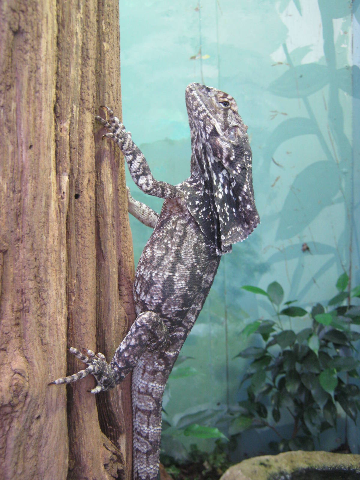 Young Frilled Dragon Lizard