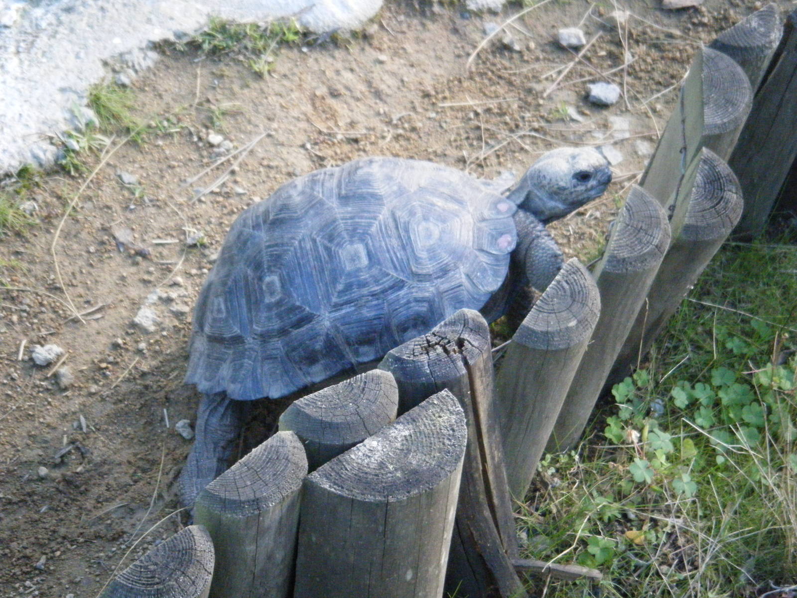 Young Galapagos Giant Tortoise