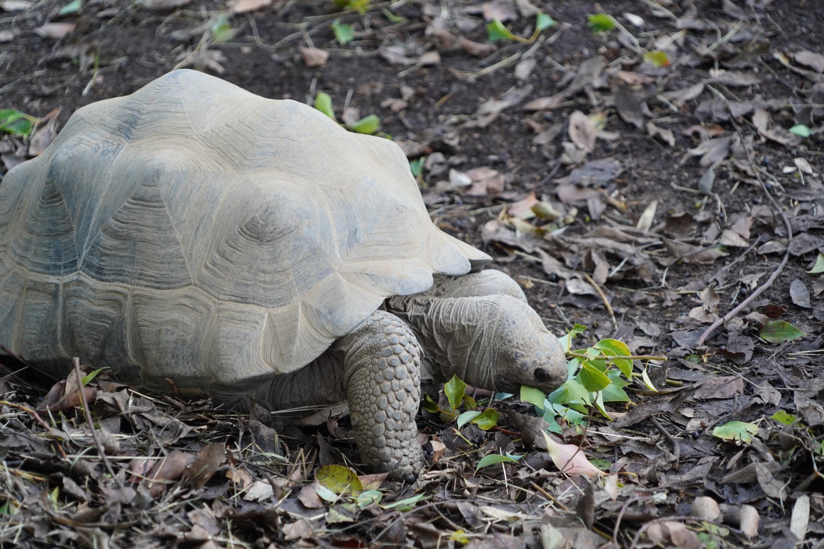 Young Galápagos tortoise eating