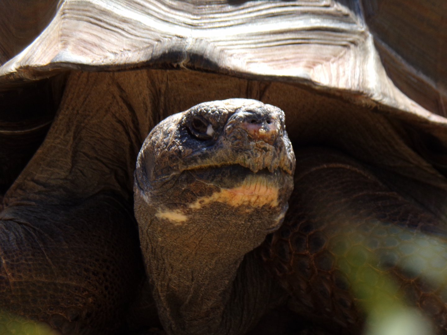 Young Galapagos Tortoise
