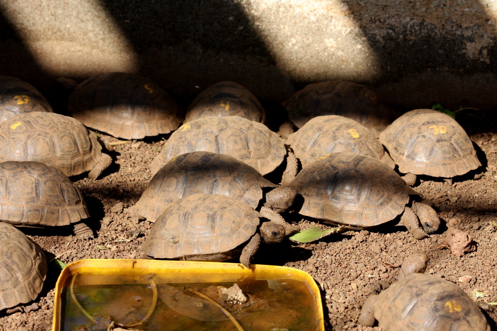 young galapagos tortoises- February 2012
