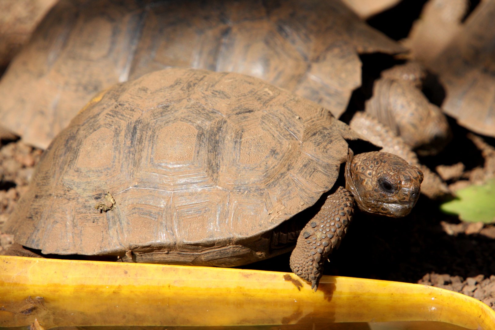 young galapagos tortoises- February 2012