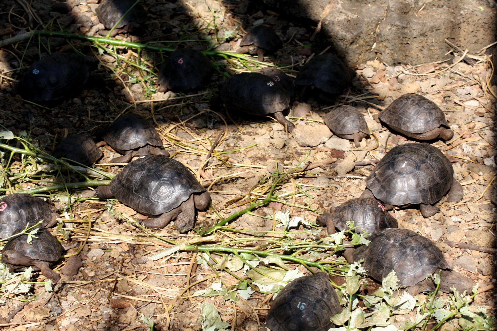 young galapagos tortoises- February 2012