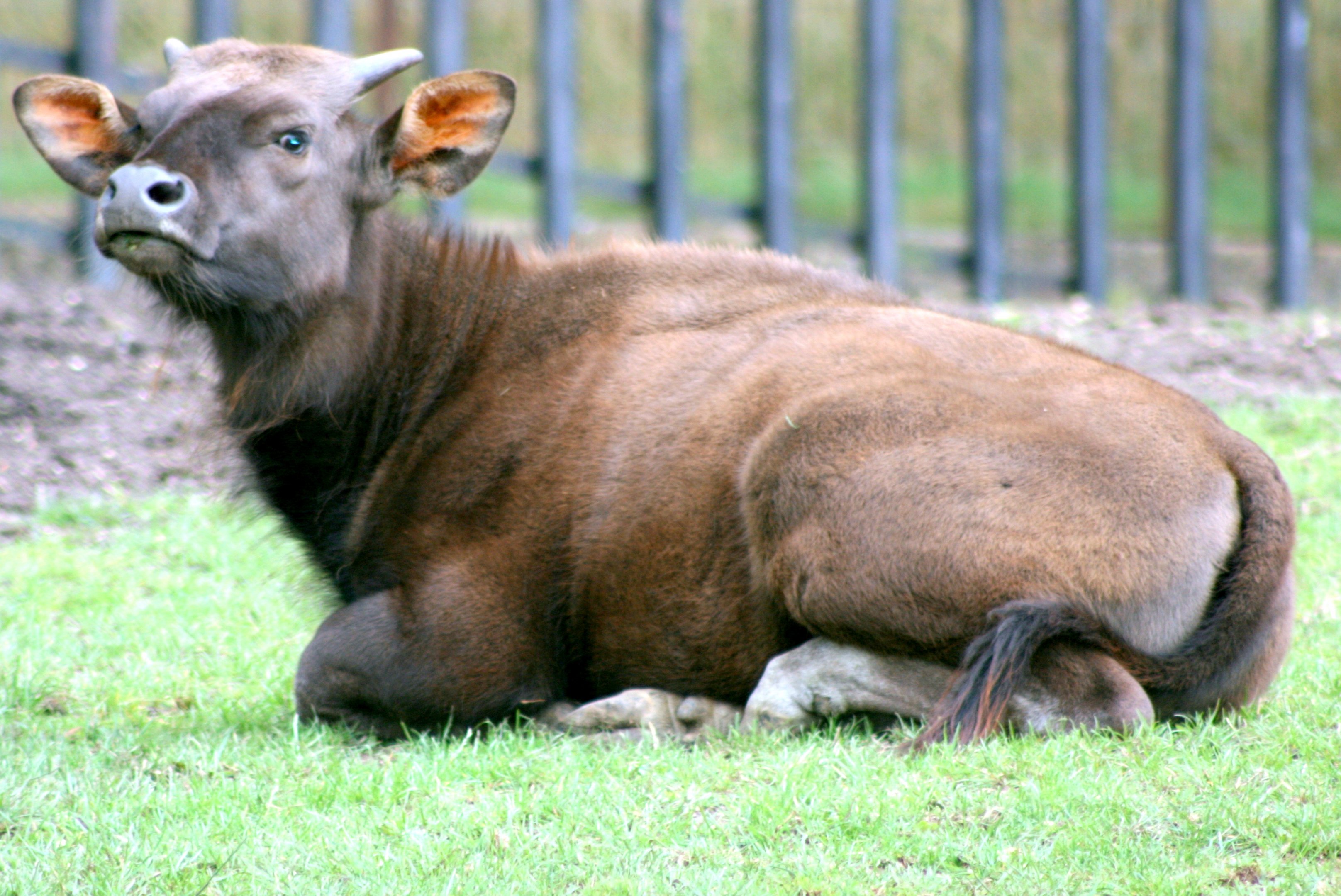 Young gaur; Whipsnade; 29th July 2017