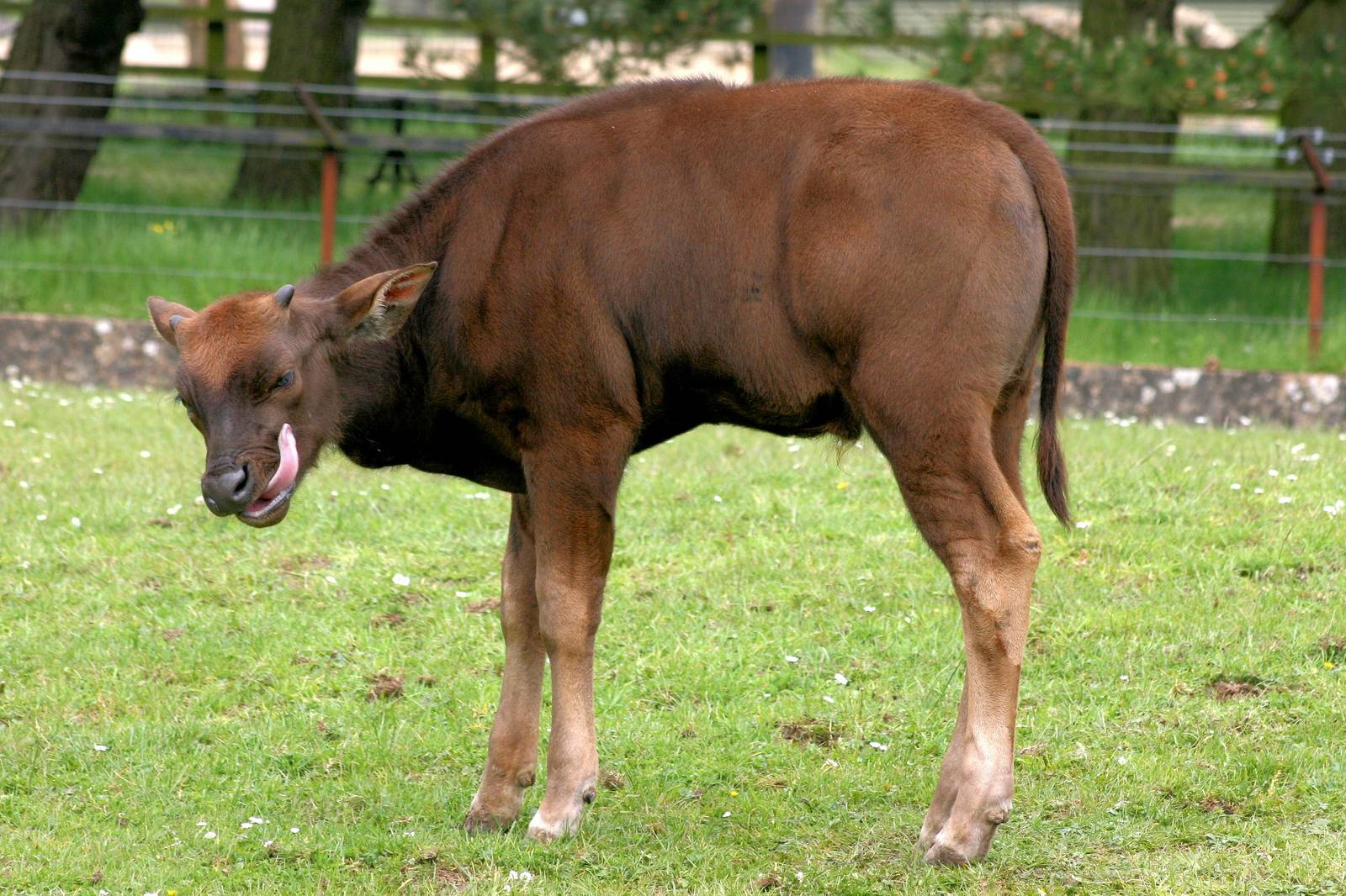 Young gaur; Whipsnade; 31st May 2013